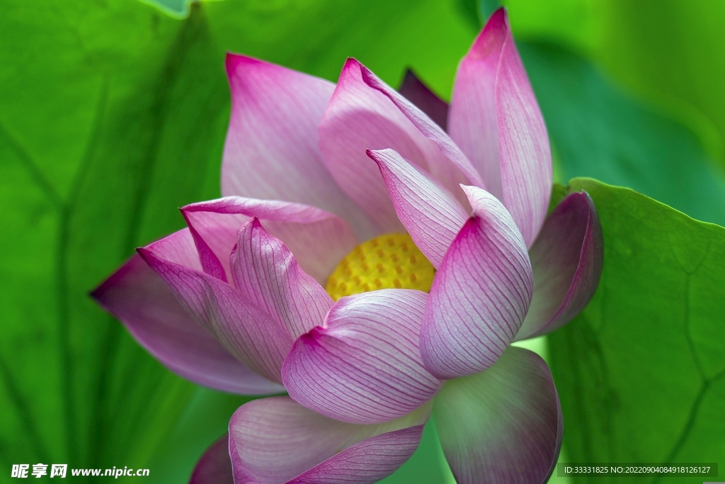莲花