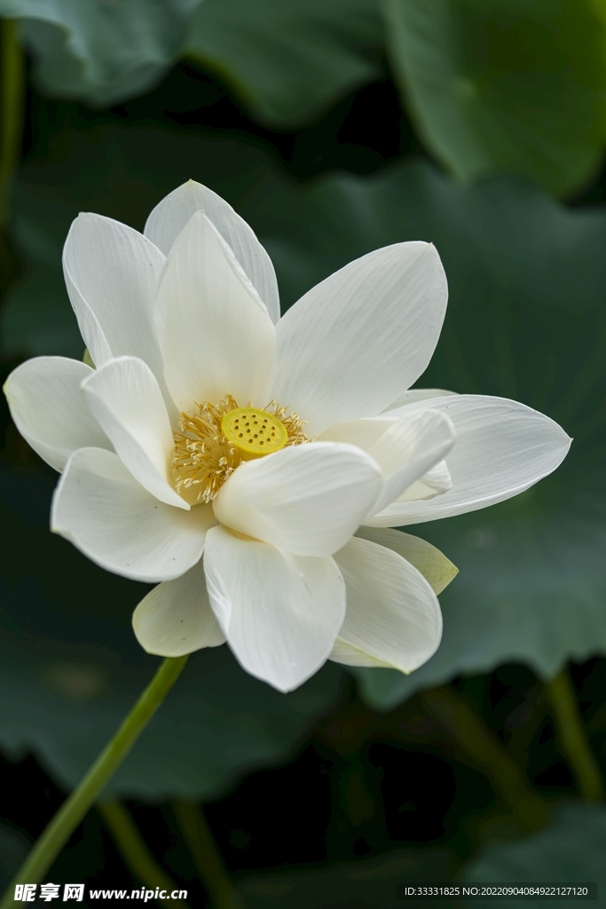 莲花
