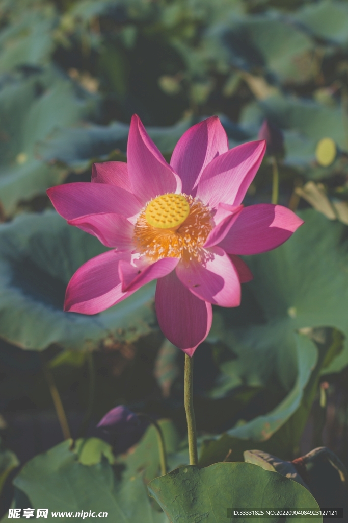 莲花