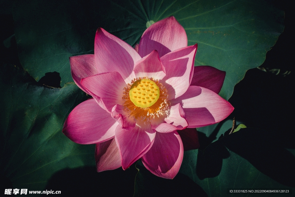 莲花