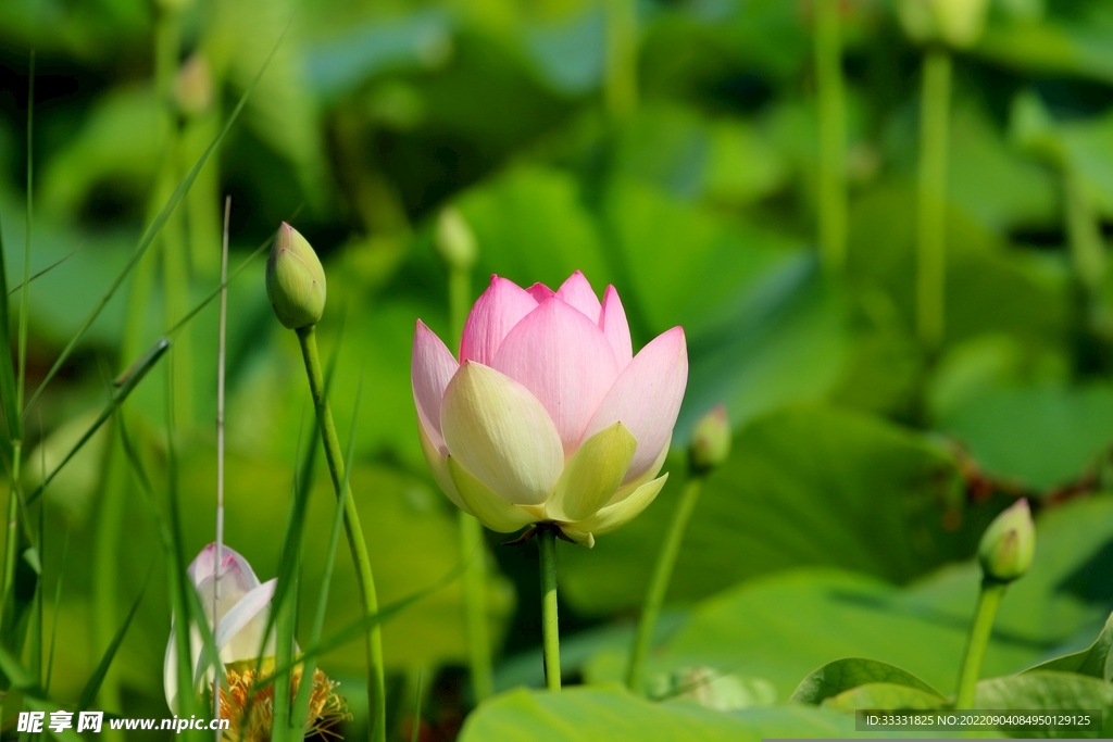 莲花
