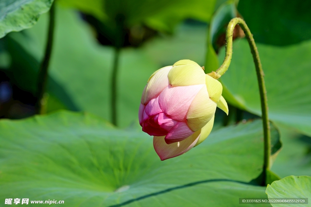 莲花