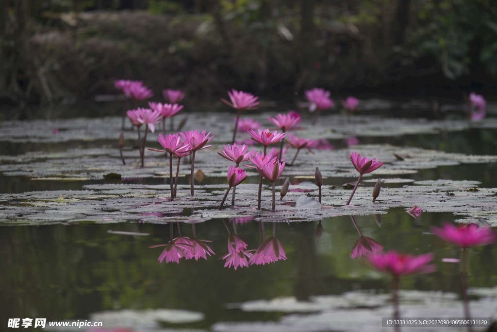 莲花