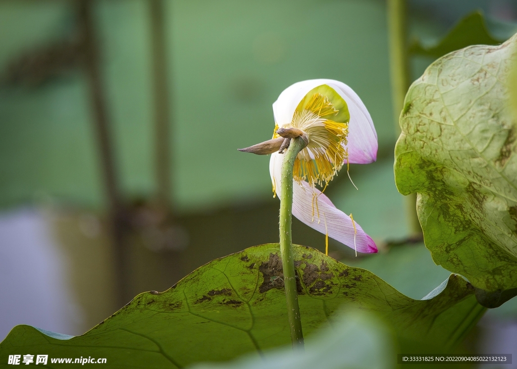 莲花