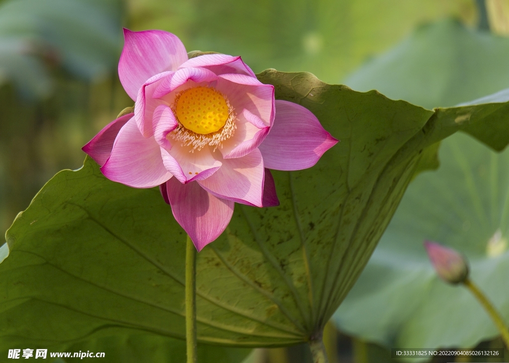 莲花