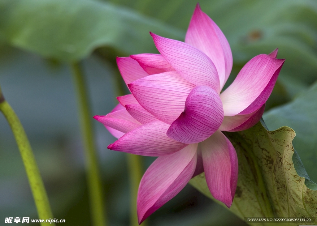 莲花