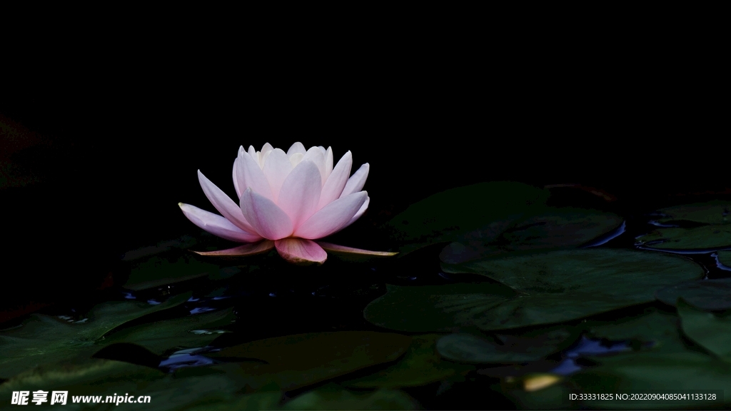 莲花