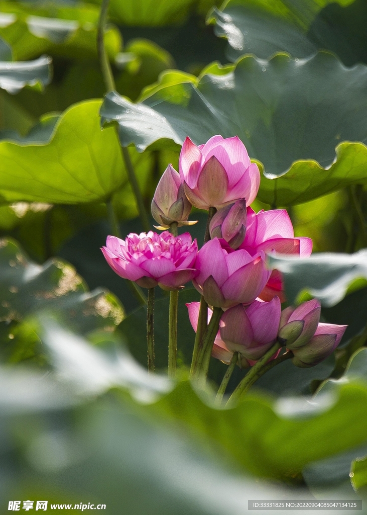莲花