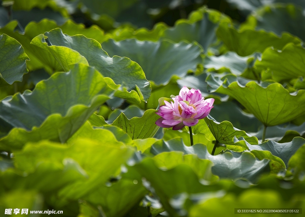 莲花
