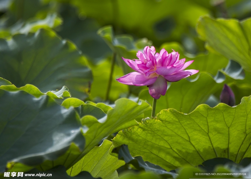莲花