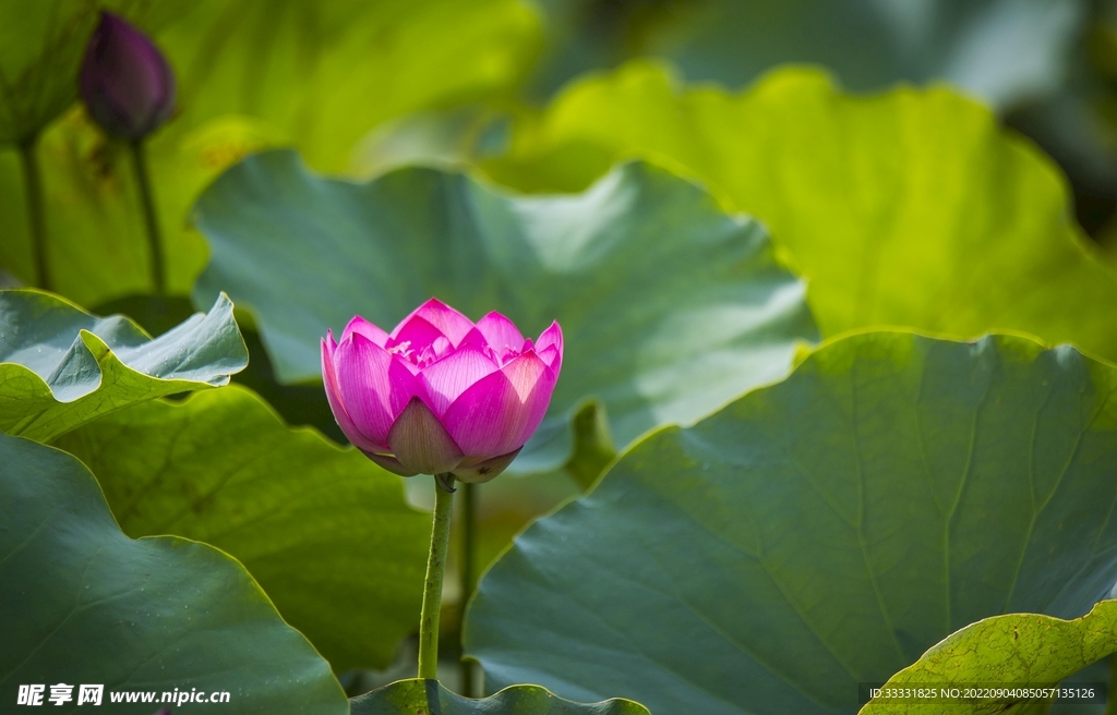 莲花