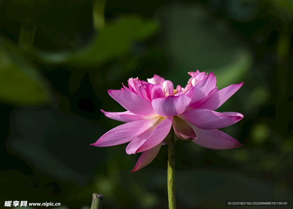 莲花