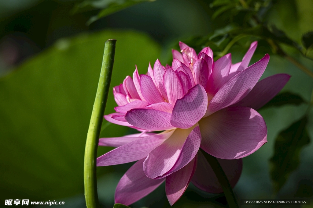 莲花
