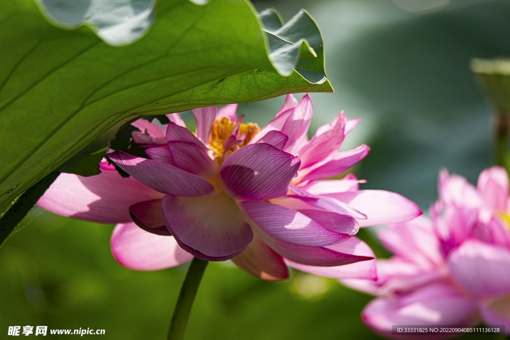 莲花