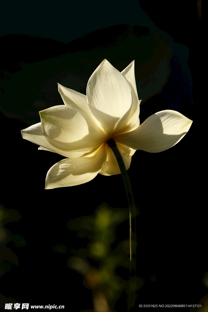 莲花