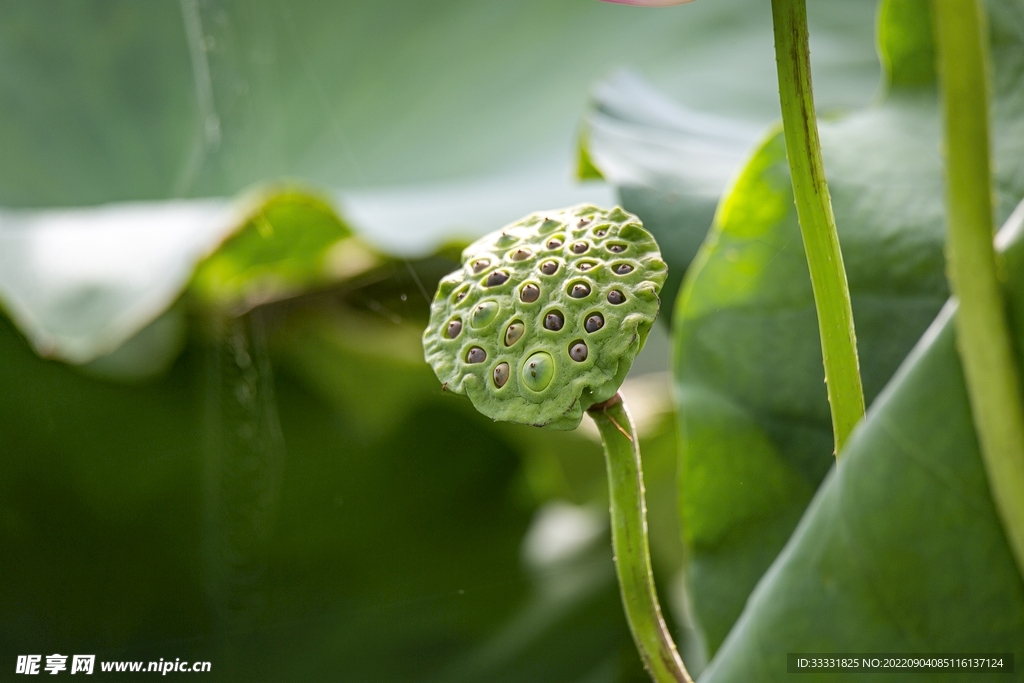 莲花