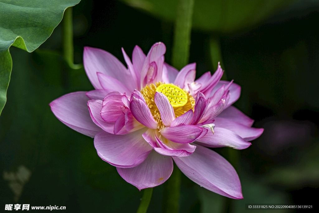 莲花