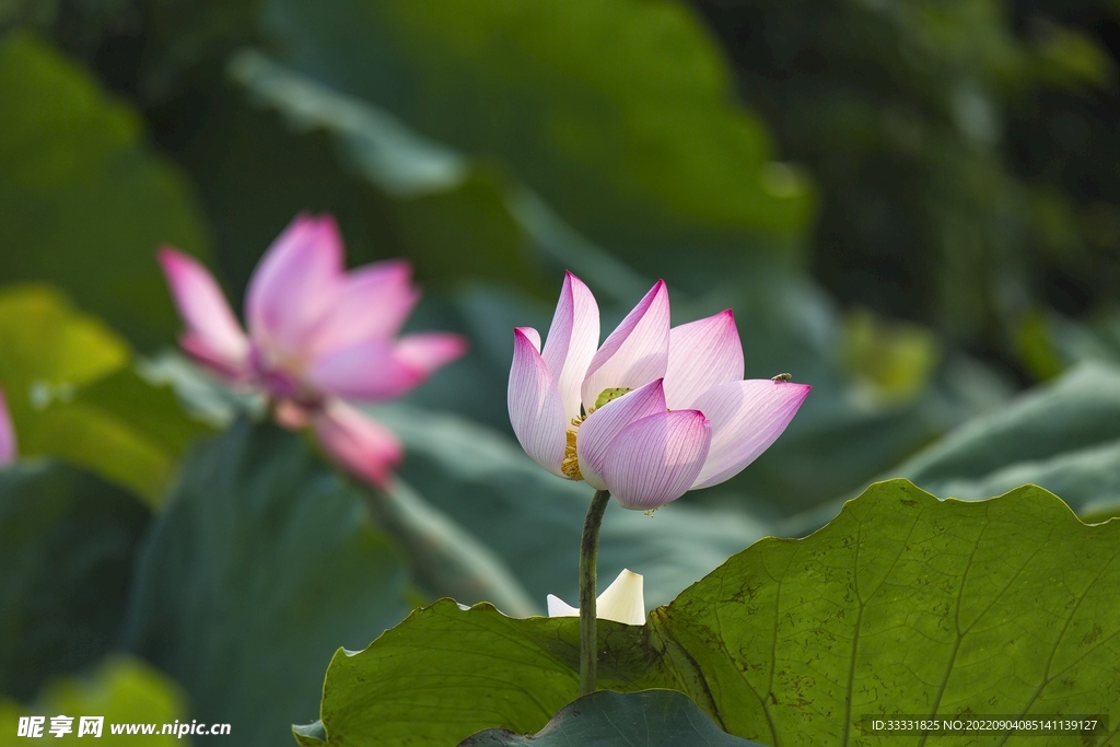 莲花
