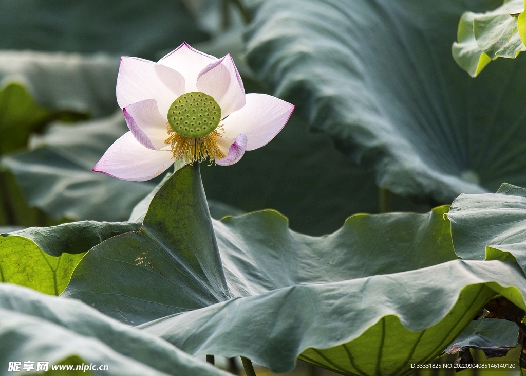 莲花