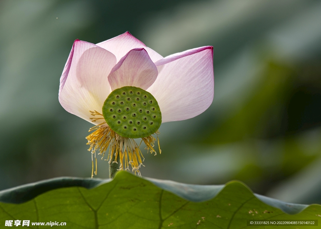 莲花