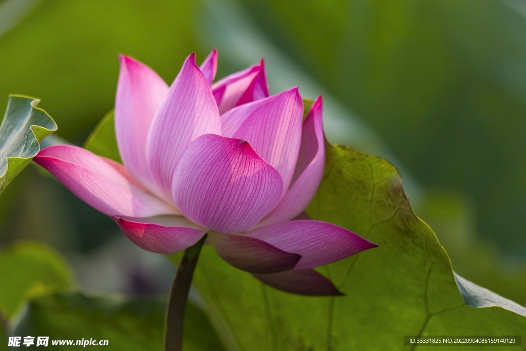 莲花