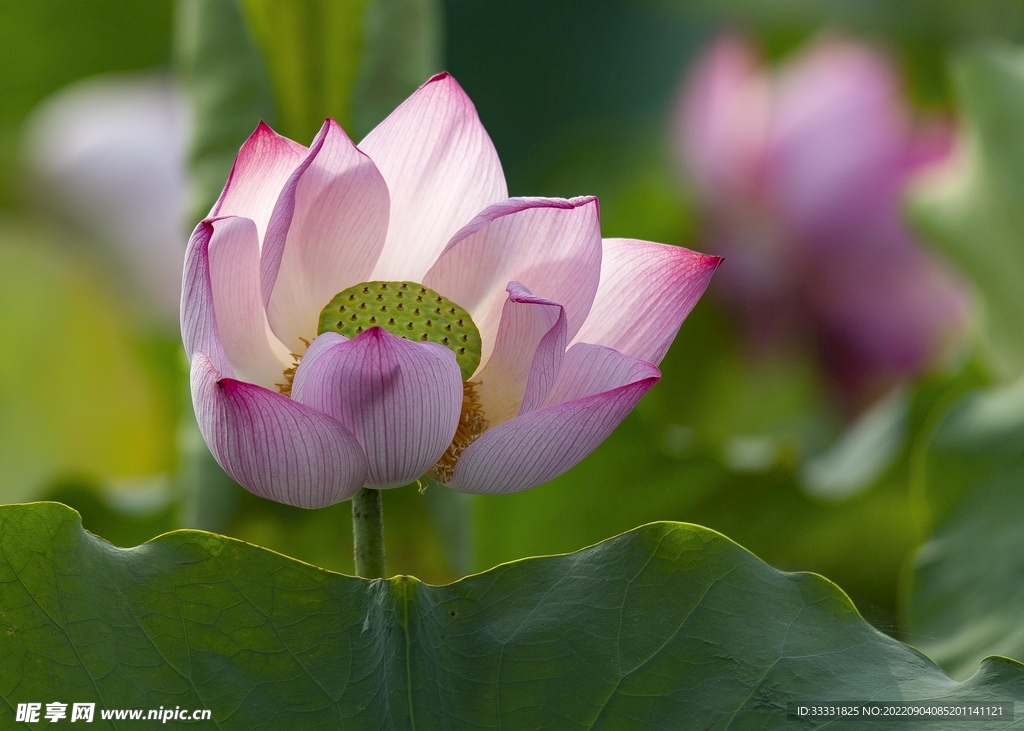 莲花