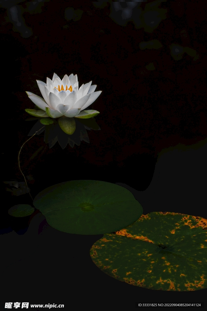 莲花