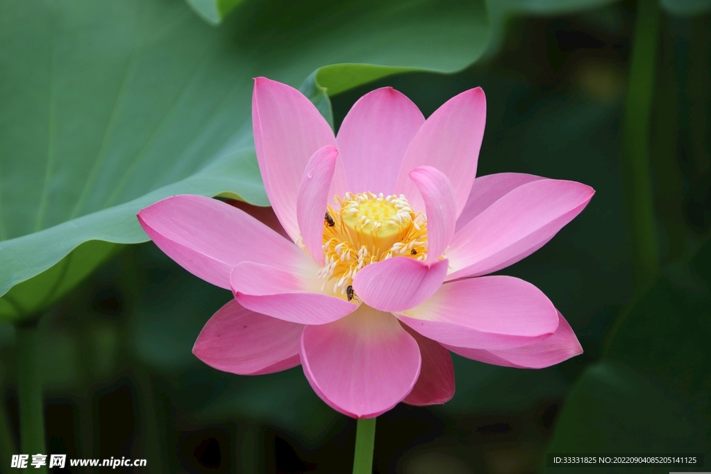 莲花