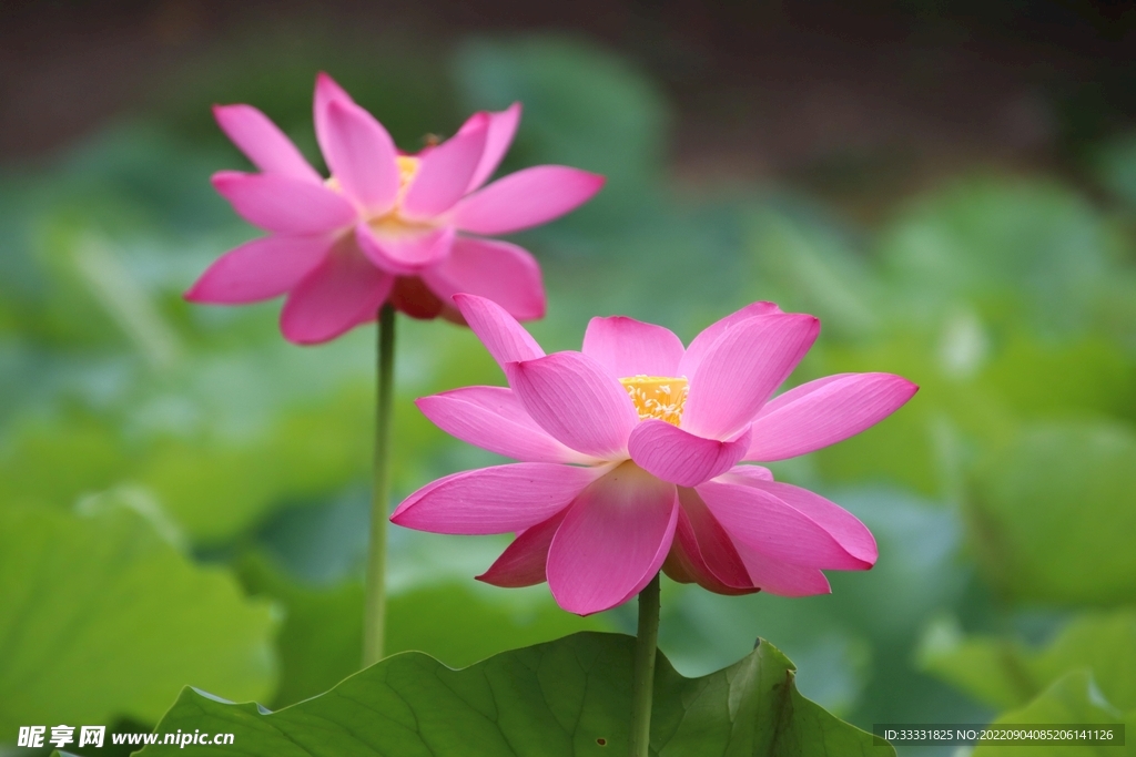莲花