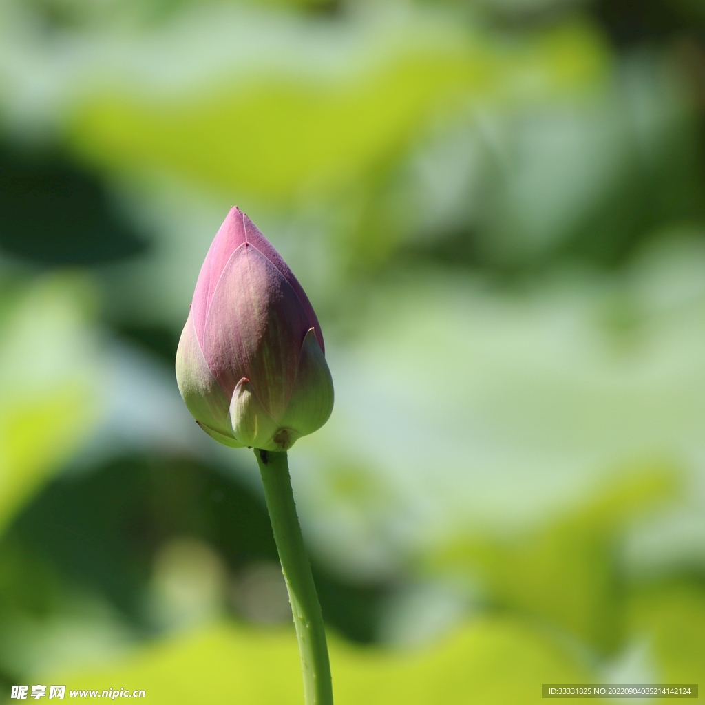 莲花