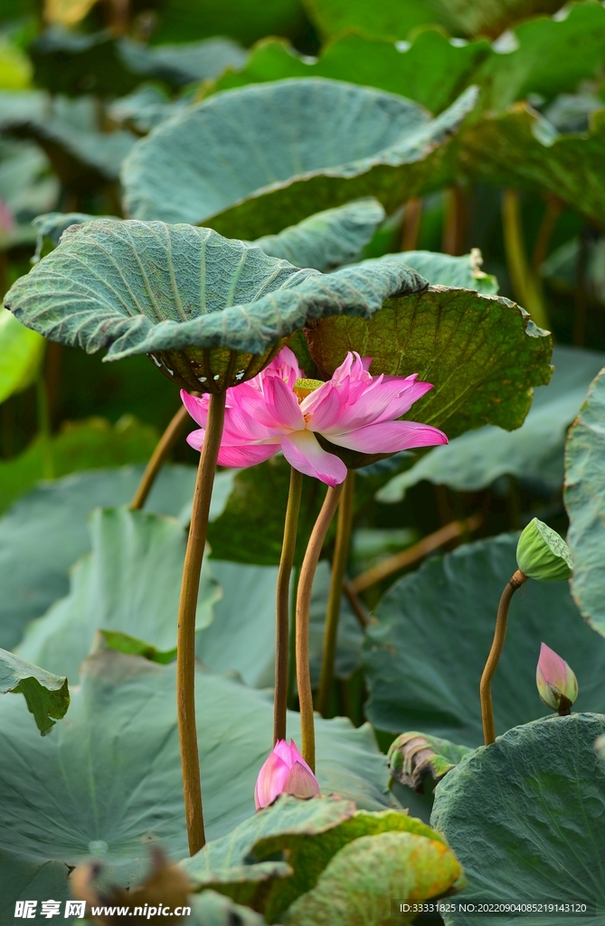 莲花