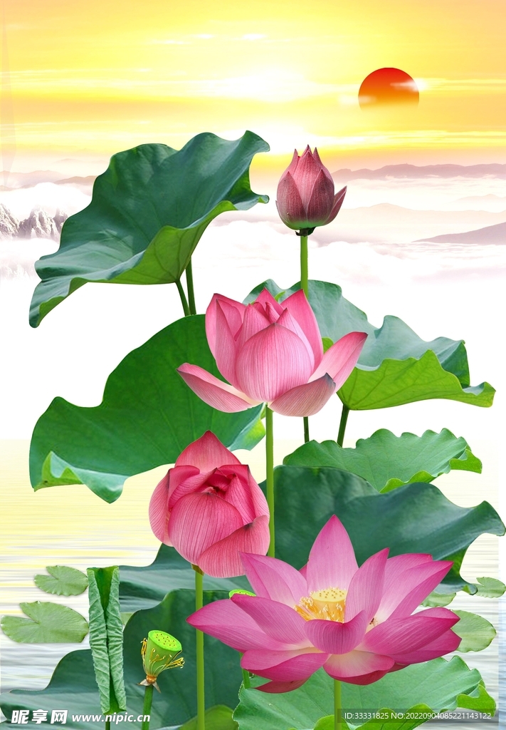 莲花