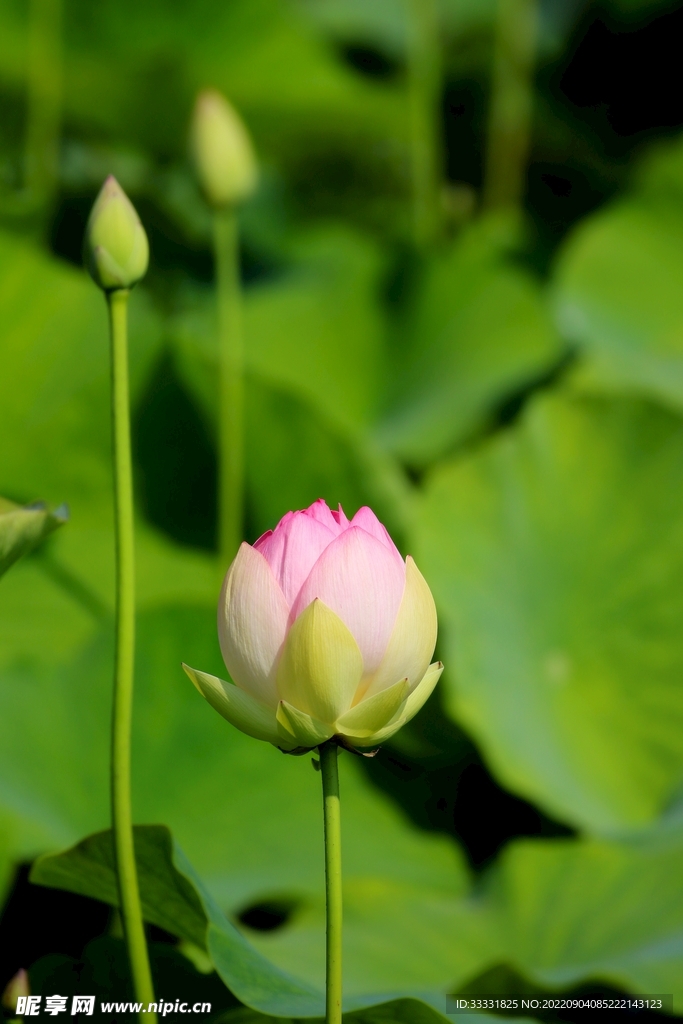 莲花