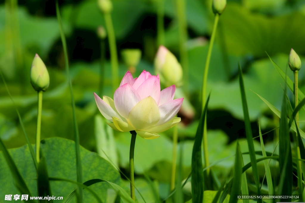 莲花
