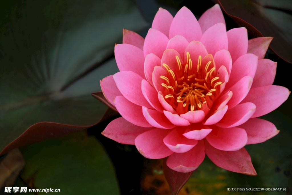 莲花