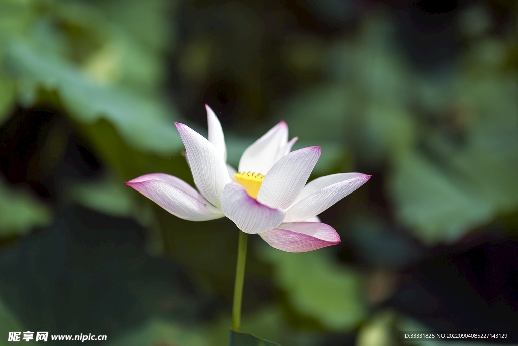 莲花