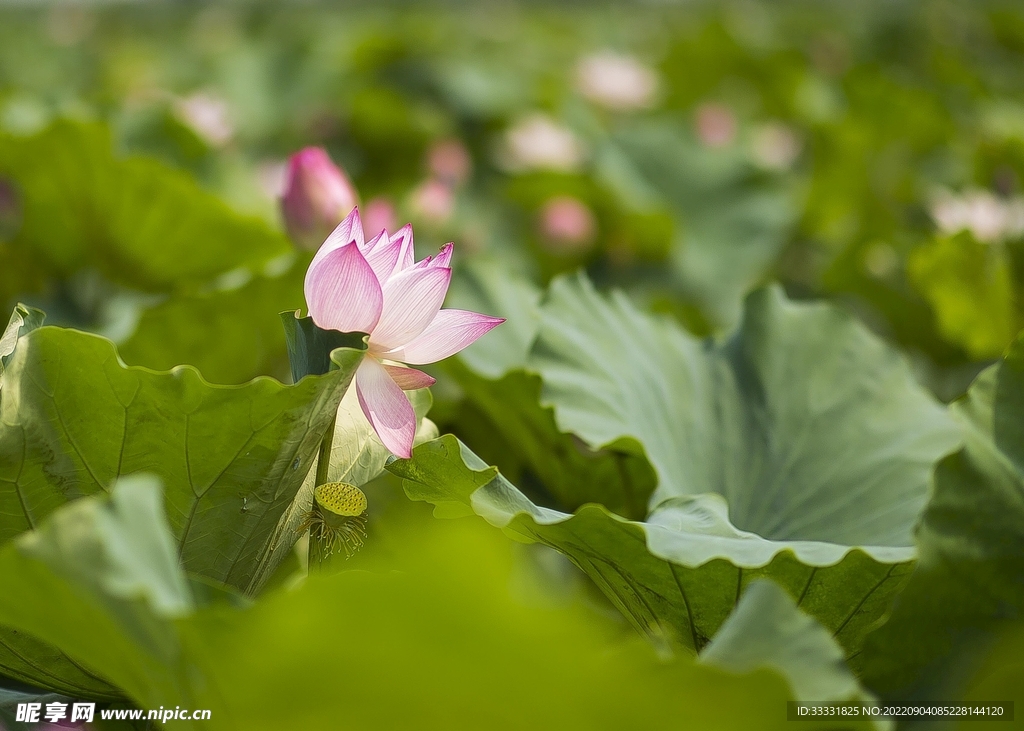 莲花