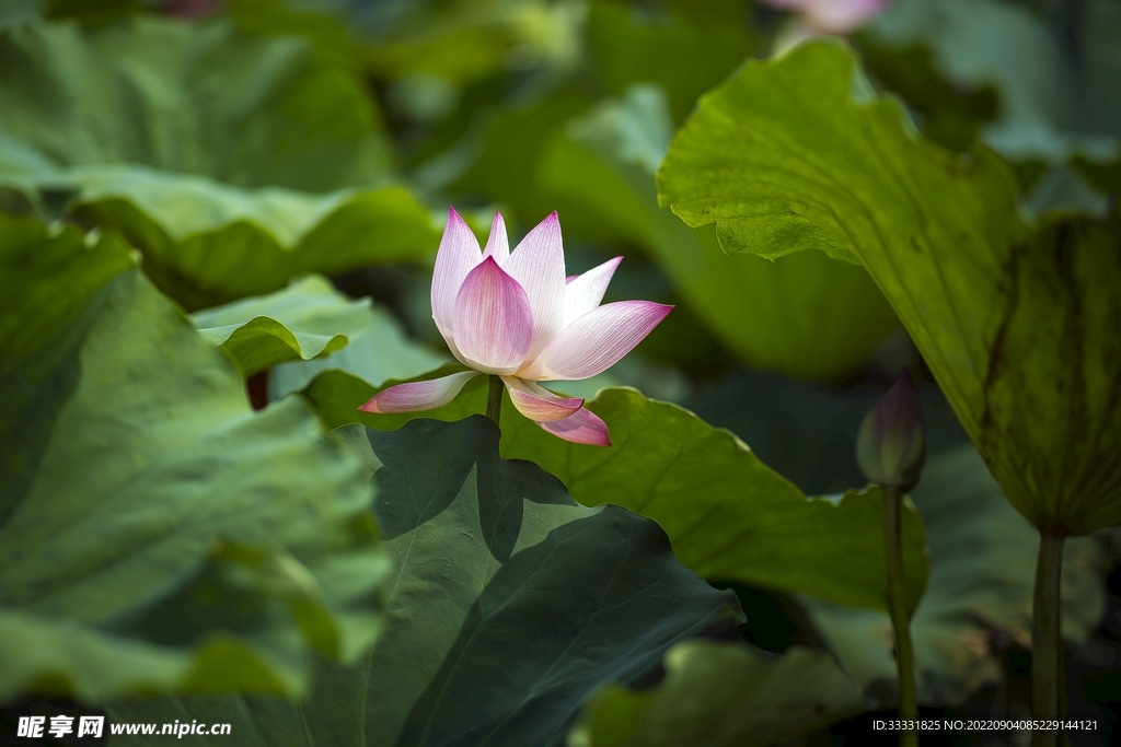 莲花