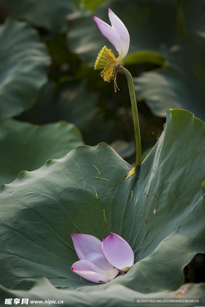 莲花