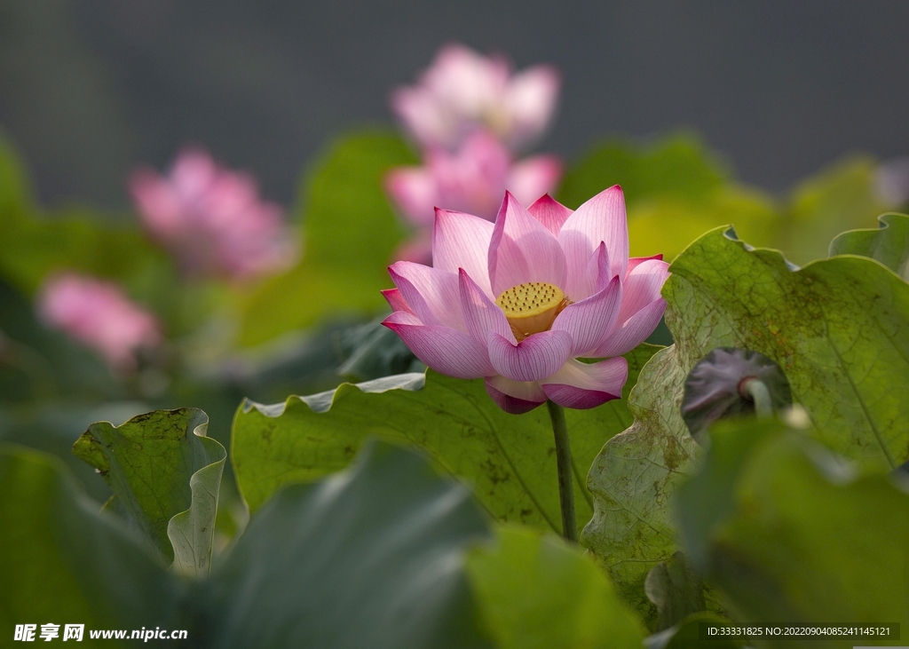 莲花