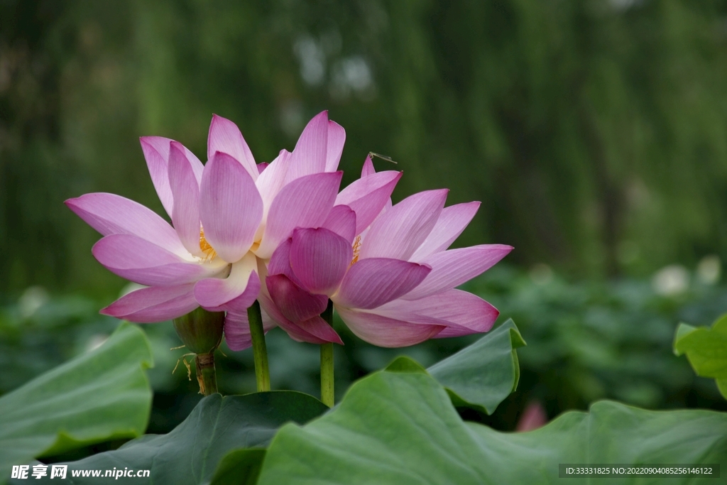 莲花
