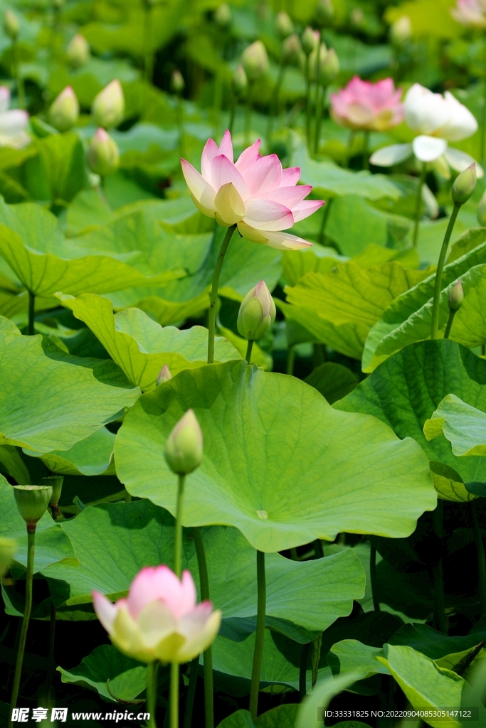 莲花