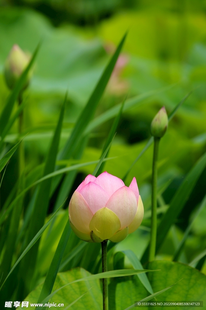 莲花