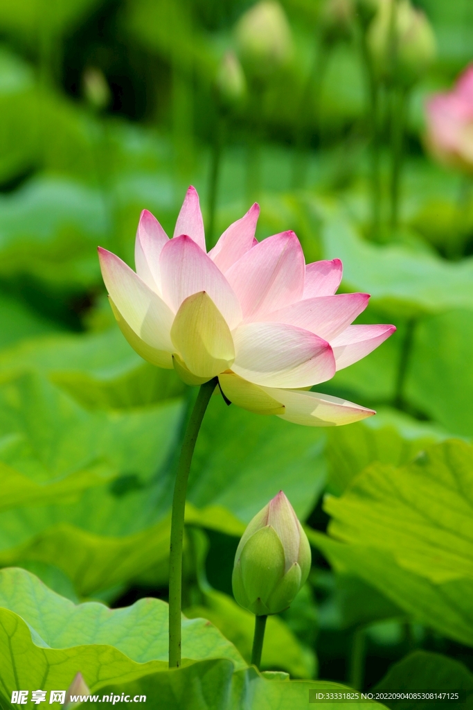 莲花