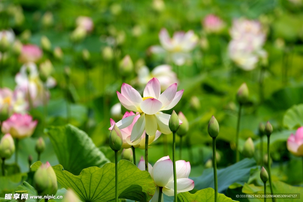 莲花