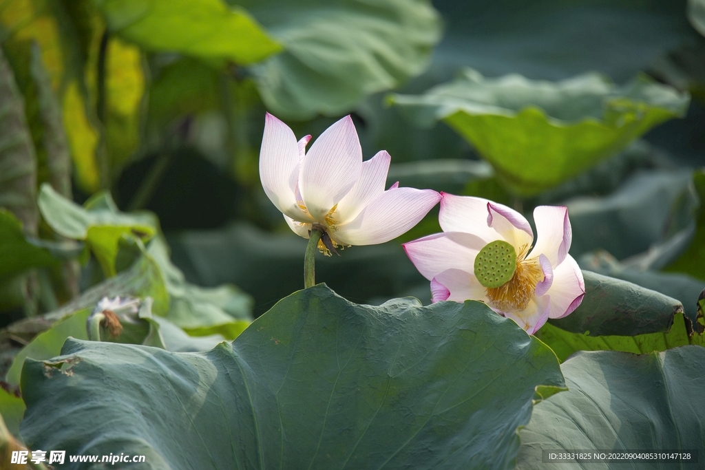 莲花