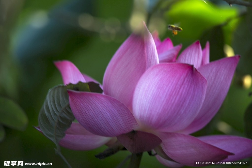 莲花
