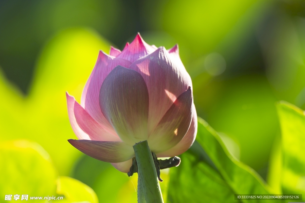 莲花