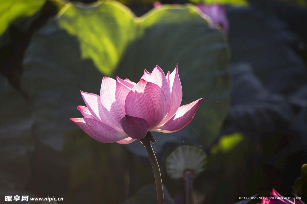 莲花