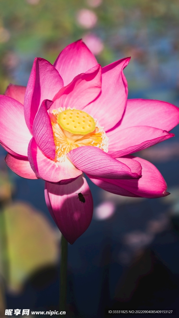 莲花